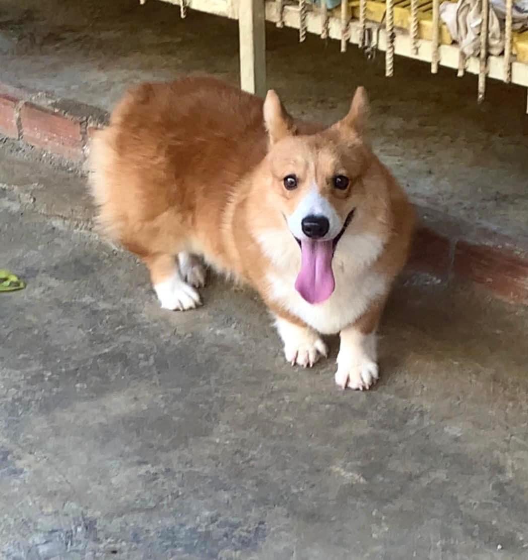 Chó Corgi Trưởng Thành Màu Vàng Cam