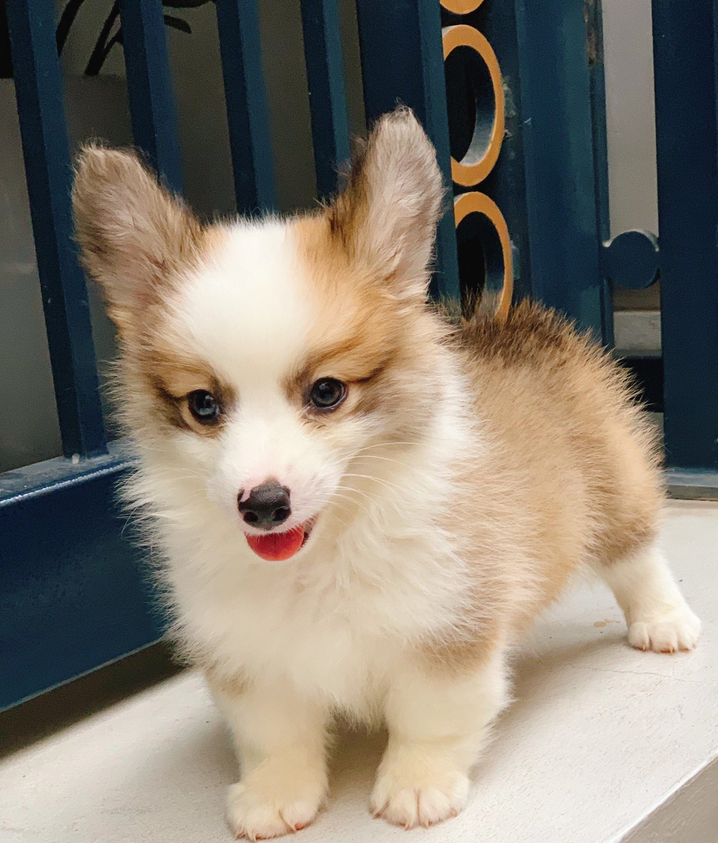 Chó Corgi VIP Màu Vàng