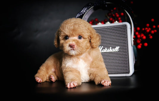 Chó Poodle Toy Vàng Mơ Yếm Trắng