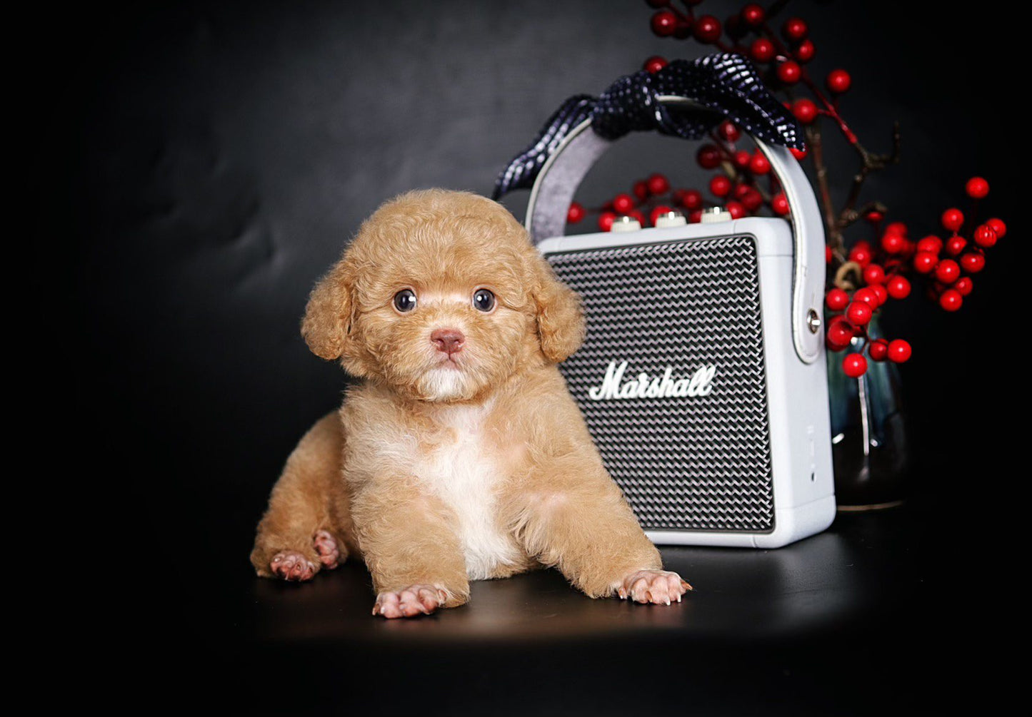 Chó Poodle Toy Vàng Mơ Yếm Trắng