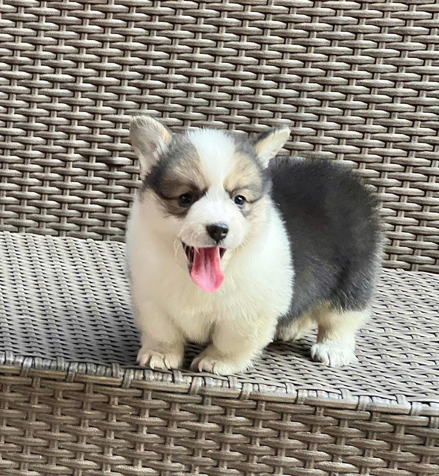 Chó Corgi Màu Tricolor Mập Lùn Đực