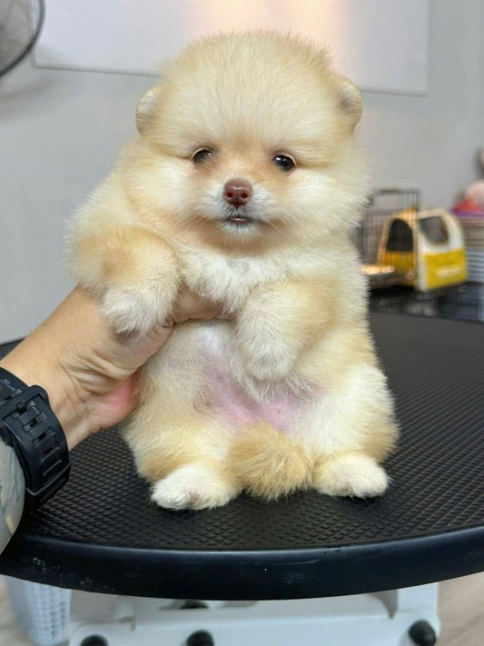 Chó Phốc Sóc Vàng Chanh Siêu Sang Chảnh Lông Dày Cái