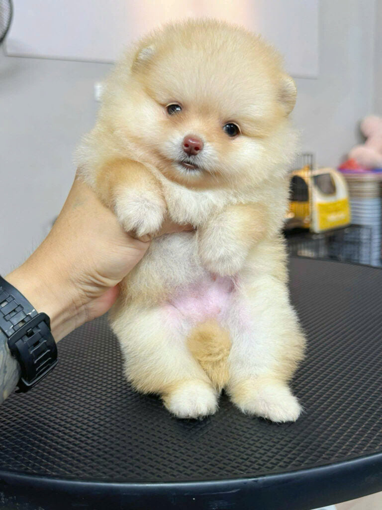 Chó Phốc Sóc Vàng Chanh Siêu Sang Chảnh Lông Dày Cái