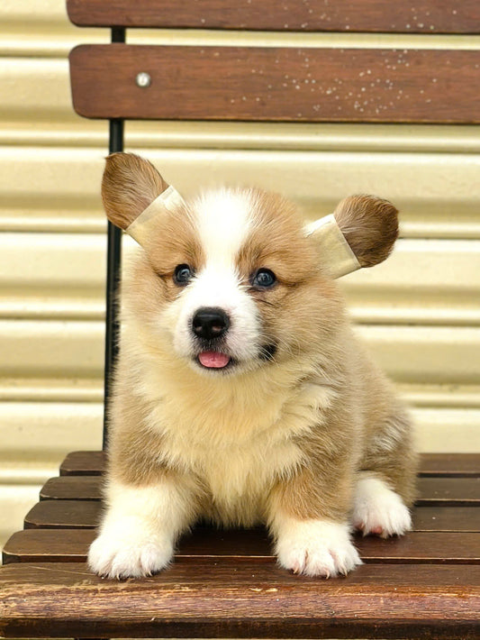 Chó Corgi Fluffy Cái