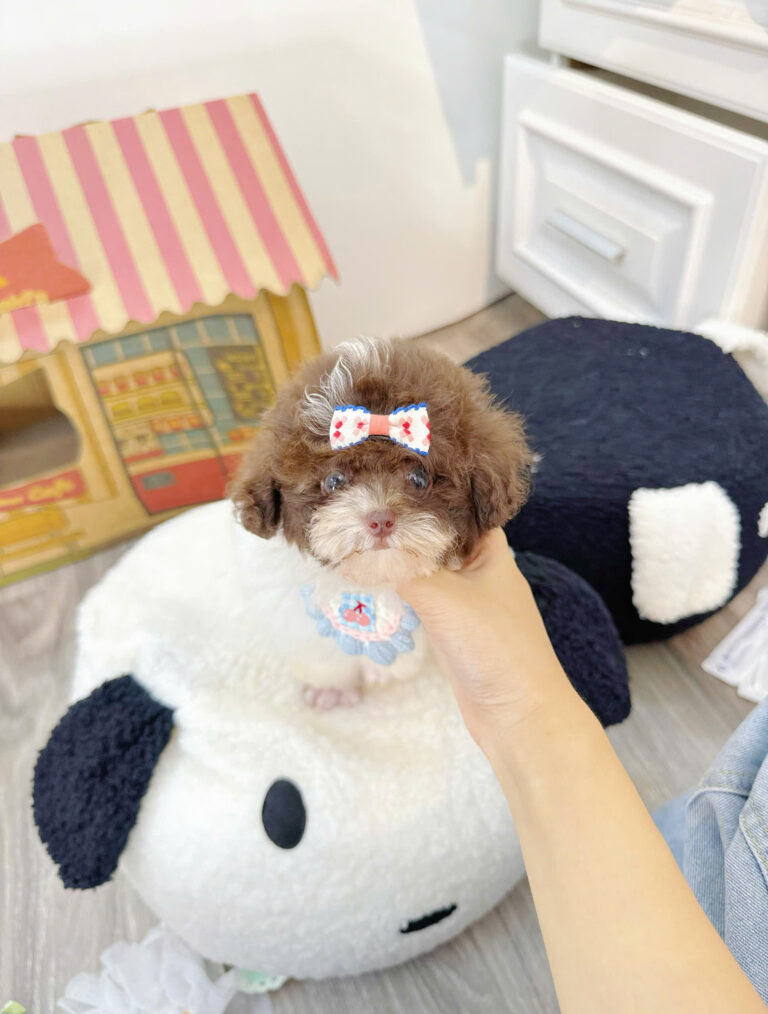 Chó Poodle Size Tiny Màu Bò Socola Cái