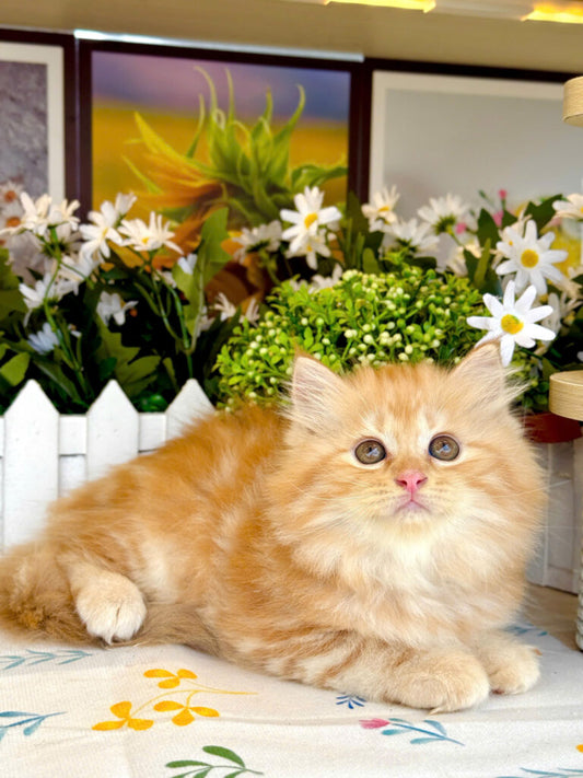 Mèo Anh Lông Dài Màu Red Cái