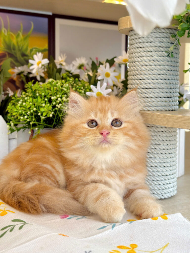 Mèo Anh Lông Dài Màu Red Cái