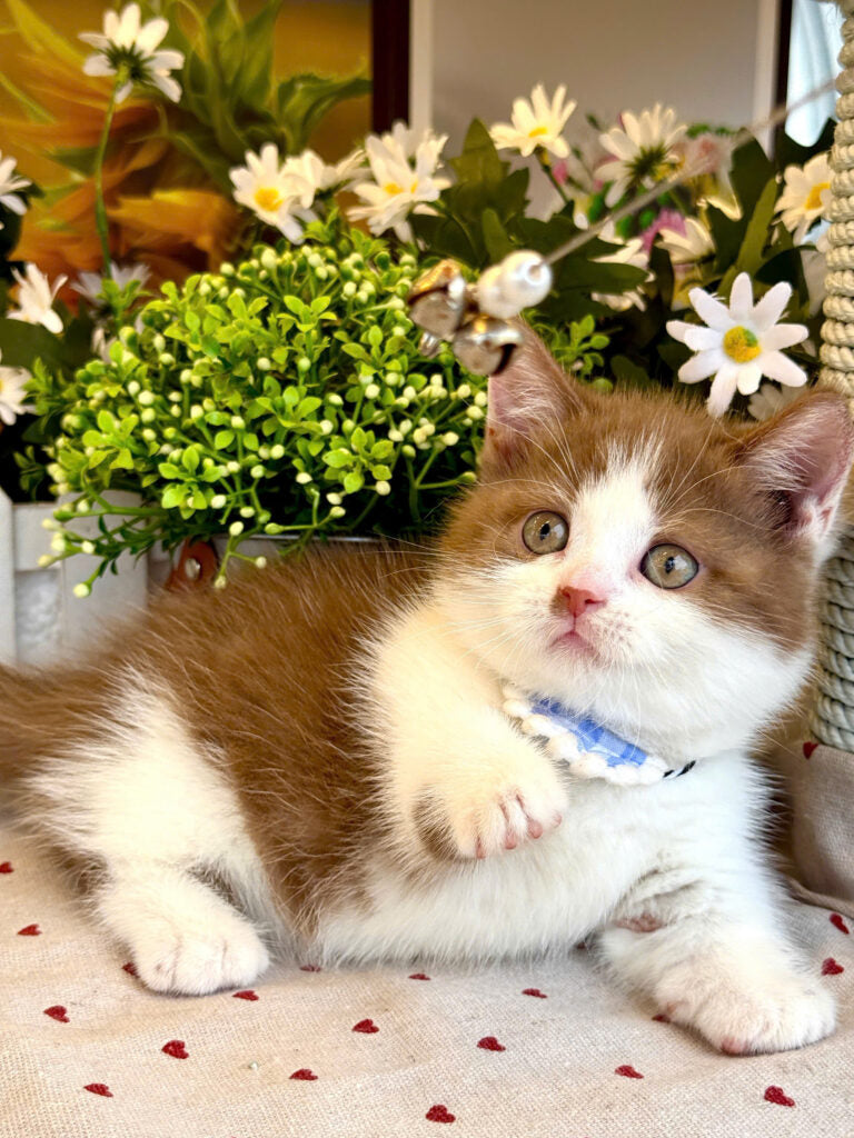 Mèo Anh Lông Ngắn Chân Lùn Màu Bicinamon Đực