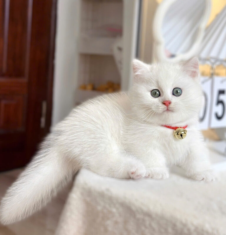 Mèo Anh Lông Ngắn Chân Lùn Màu Trắng Đực