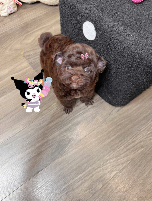 Chó Poodle Tai Gấu Màu Socola Cái