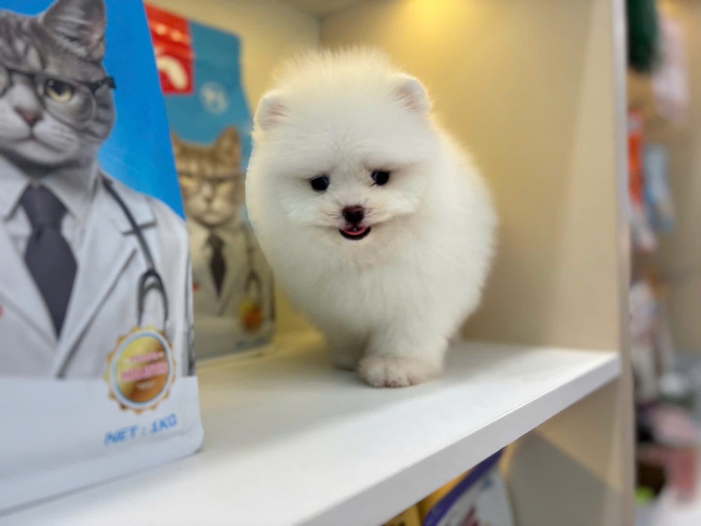 Chó Phốc Sóc Màu Trắng Đực