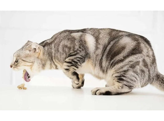 Hiện Tượng Tiêu Búi Lông Ở Mèo: Nguyên Nhân, Dấu Hiệu Và Cách Xử Lý Hiệu Quả