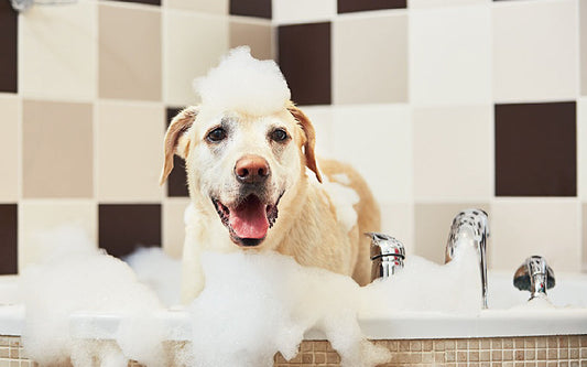 Có Nên Tắm Thường Xuyên Cho Cún Mèo? Lợi Ích, Tác Hại & Lịch Tắm Chuẩn
