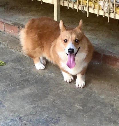 Chó Corgi Trưởng Thành Màu Vàng Cam