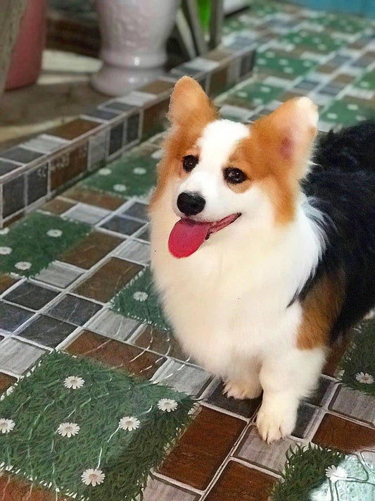 Chó Corgi Tricolor Trưởng Thành