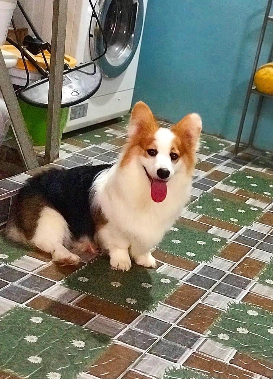 Chó Corgi Tricolor Trưởng Thành