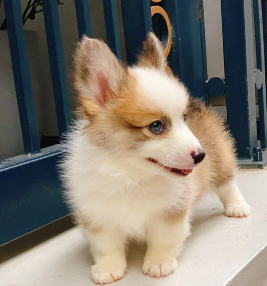 Chó Corgi VIP Màu Vàng