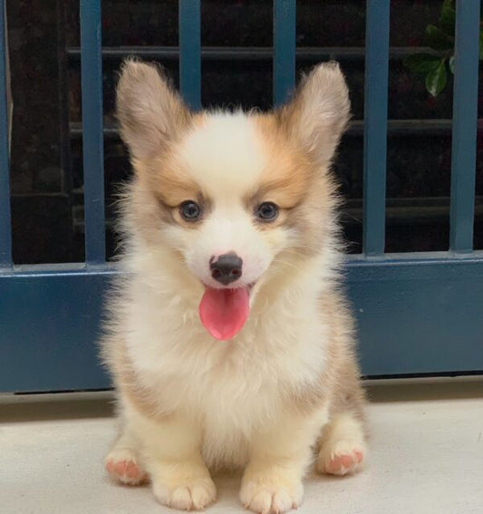 Chó Corgi VIP Màu Vàng