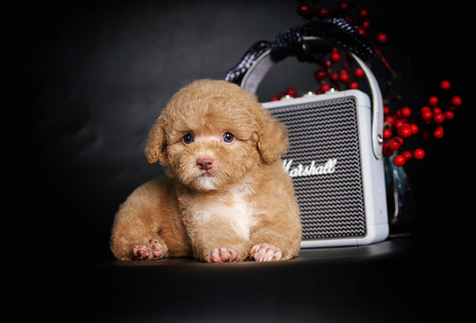 Chó Poodle Toy Vàng Mơ Yếm Trắng