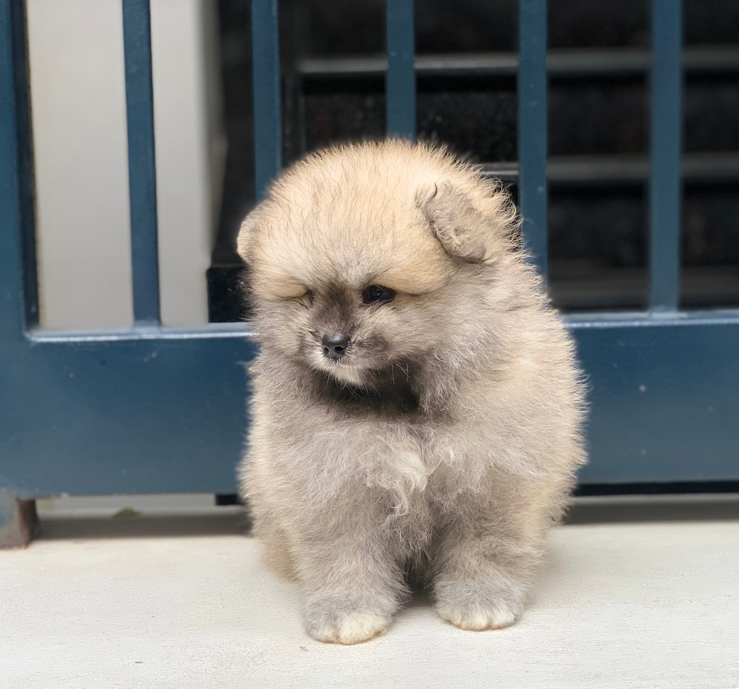 Chó Pom mini Màu Kem