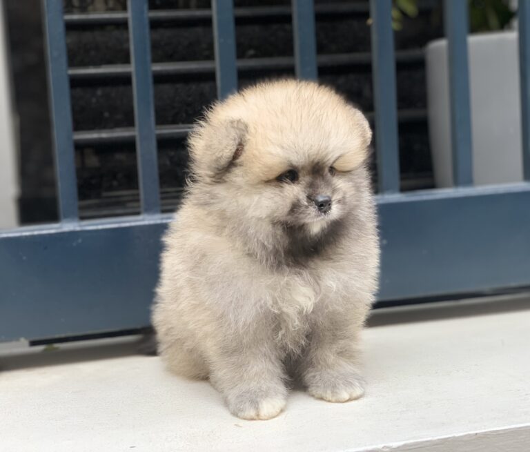 Chó Pom mini Màu Kem