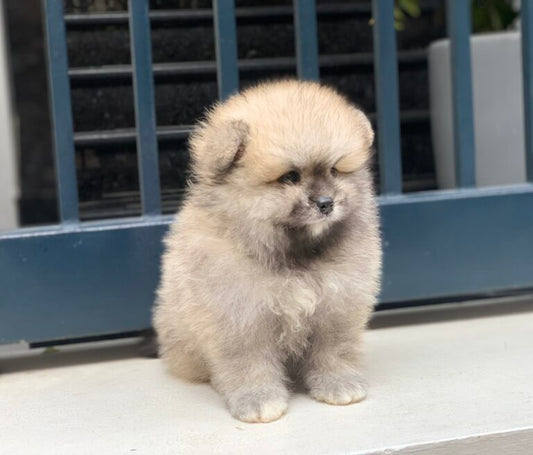 Chó Pom mini Màu Kem