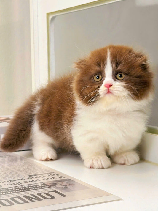 Mèo Anh Lông Dài Scottish Fold Màu Bichoco Cái
