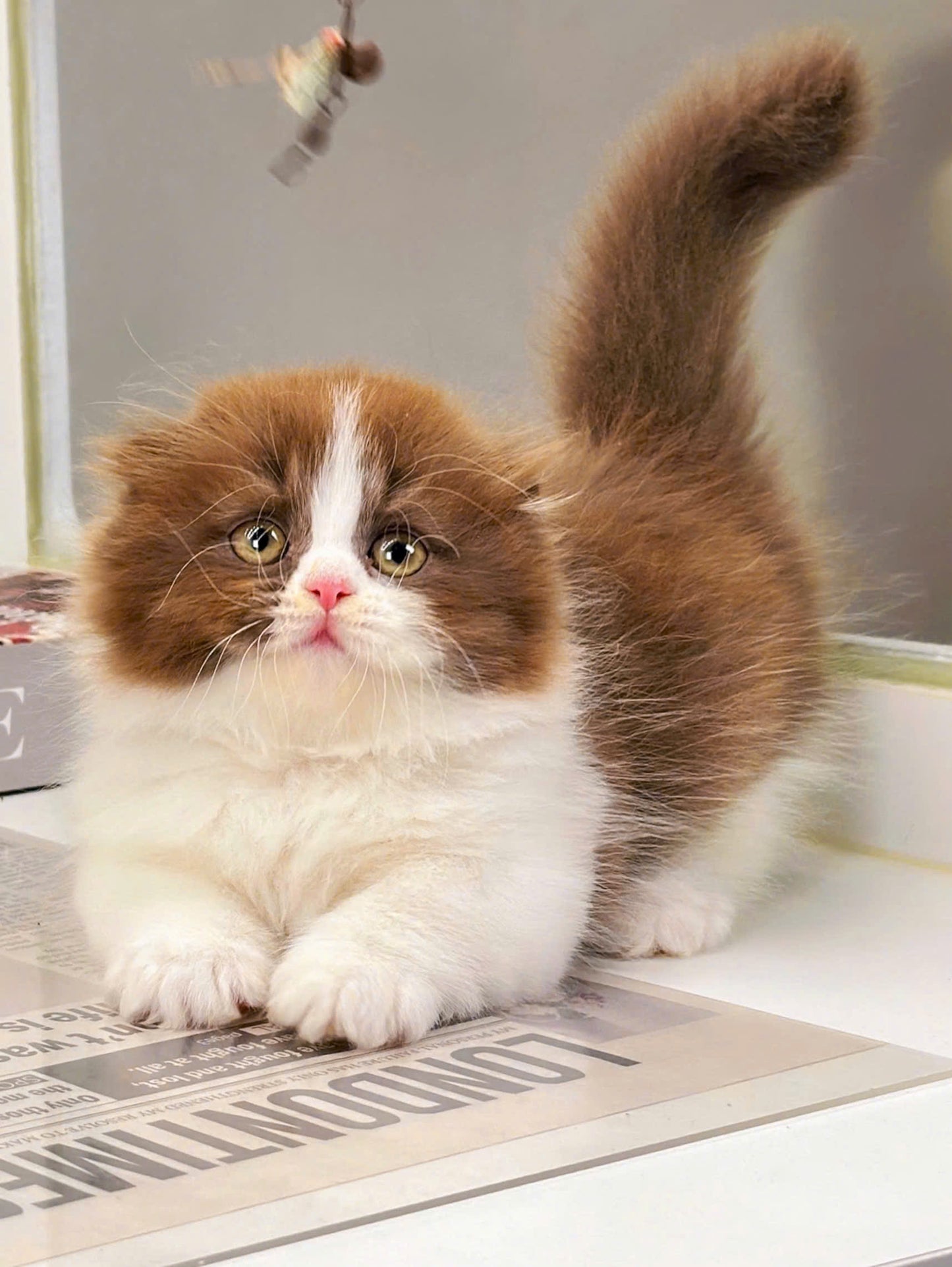 Mèo Anh Lông Dài Scottish Fold Màu Bichoco Cái