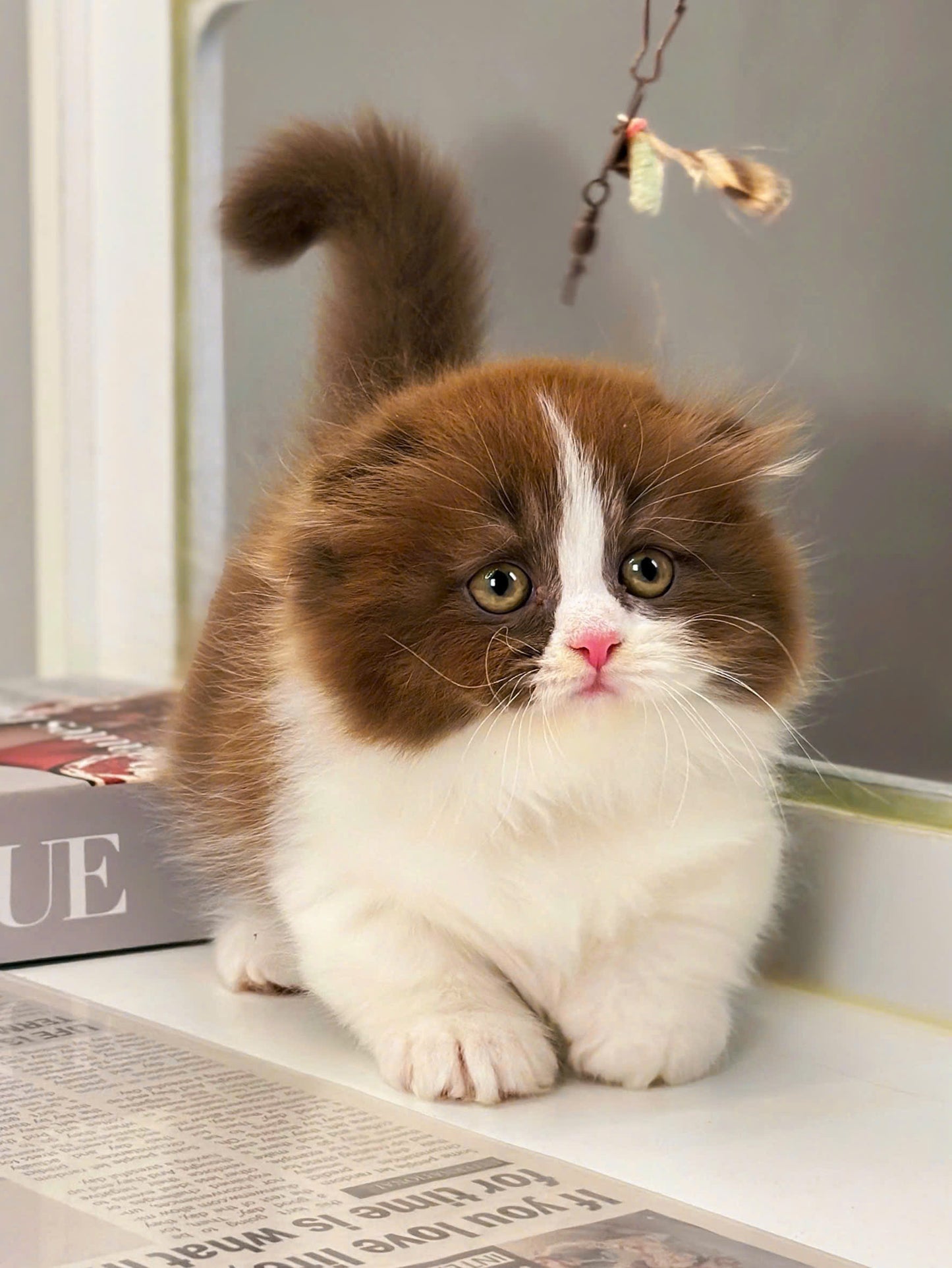 Mèo Anh Lông Dài Scottish Fold Màu Bichoco Cái