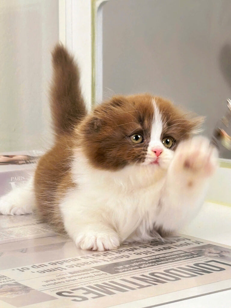 Mèo Anh Lông Dài Scottish Fold Màu Bichoco Cái