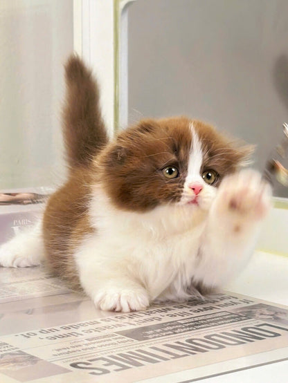 Mèo Anh Lông Dài Scottish Fold Màu Bichoco Cái