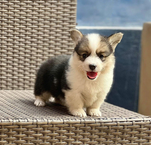 Chó Corgi Màu Tricolor Mập Lùn Đực