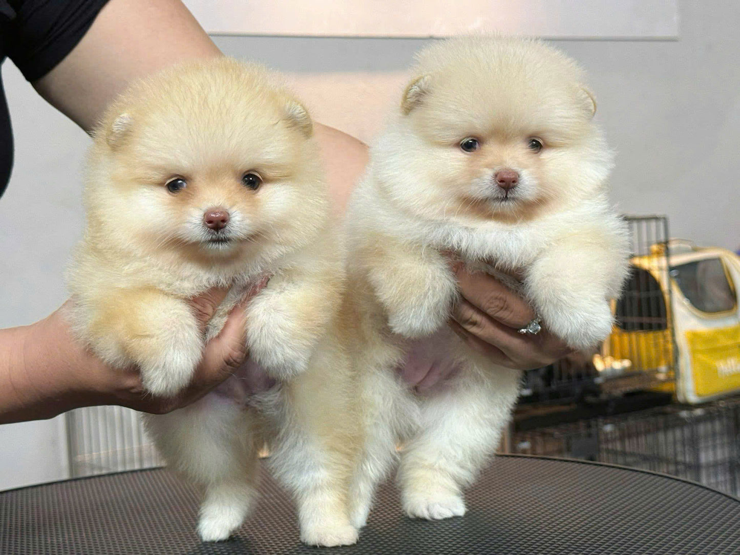 Chó Phốc Sóc Vàng Chanh Siêu Sang Chảnh Lông Dày Cái