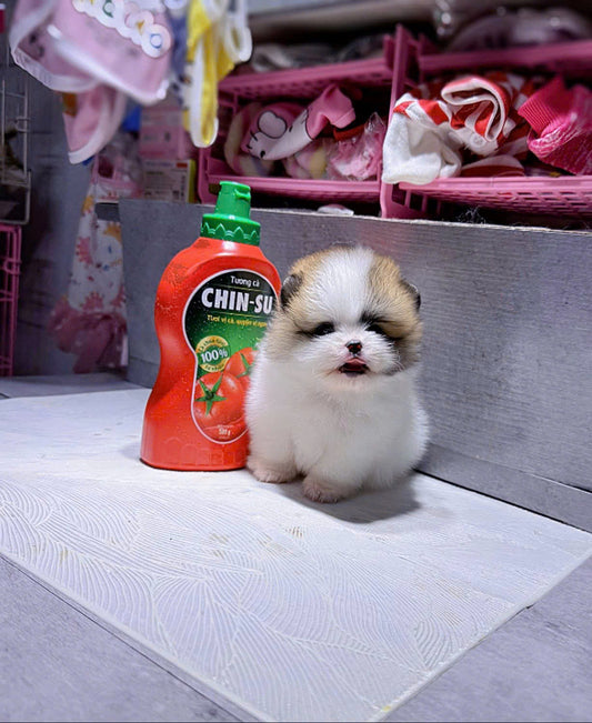 Chó Phốc Sóc Size Teacup Màu Party Siêu Nhỏ