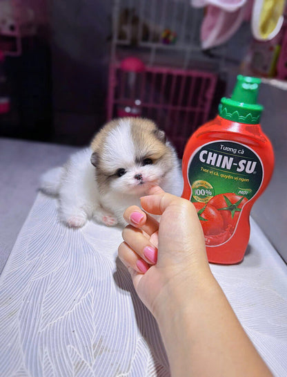 Chó Phốc Sóc Size Teacup Màu Party Siêu Nhỏ