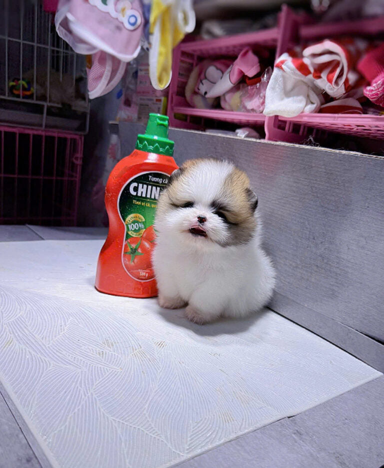 Chó Phốc Sóc Size Teacup Màu Party Siêu Nhỏ