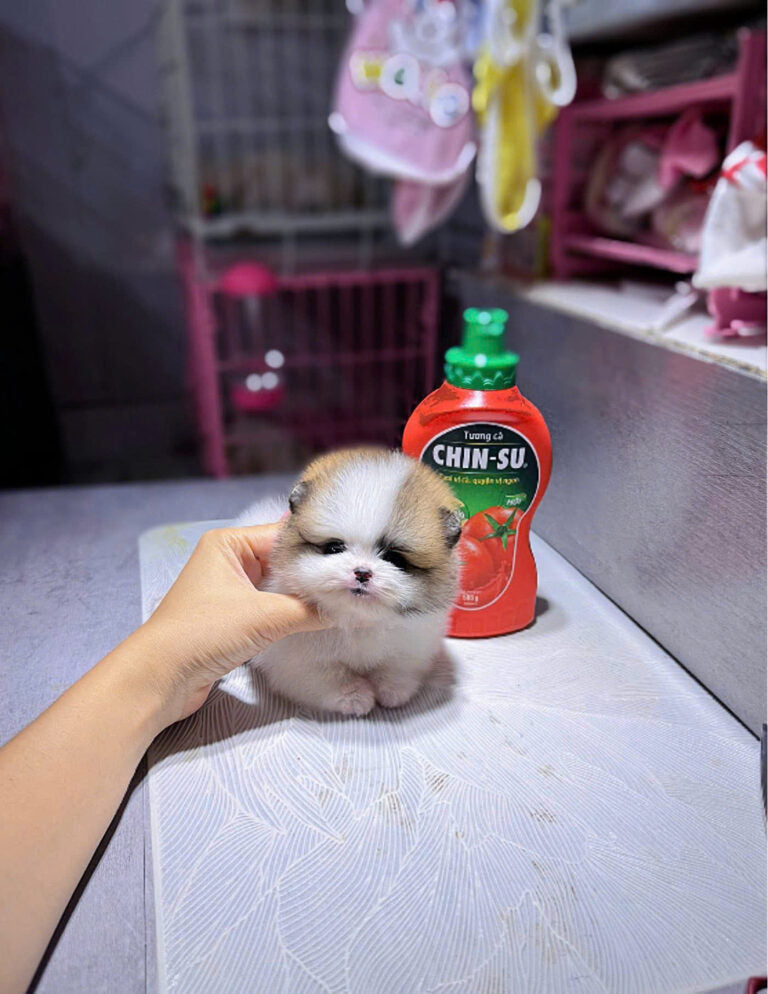 Chó Phốc Sóc Size Teacup Màu Party Siêu Nhỏ