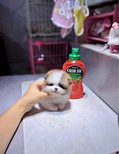 Chó Phốc Sóc Size Teacup Màu Party Siêu Nhỏ