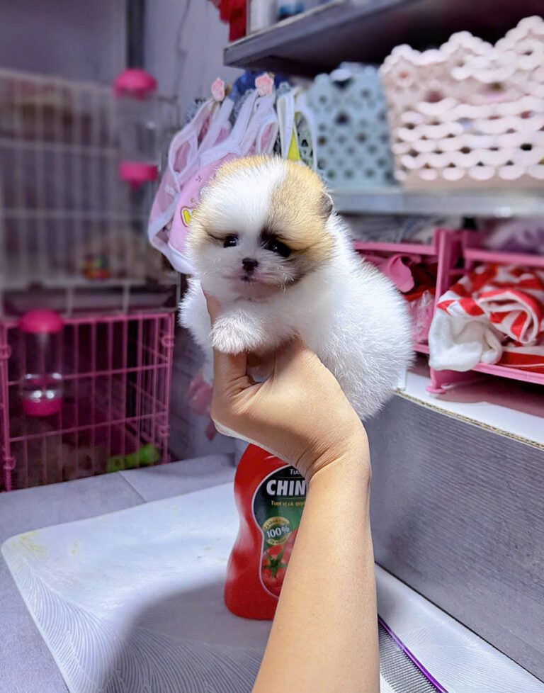 Chó Phốc Sóc Size Teacup Màu Party Siêu Nhỏ