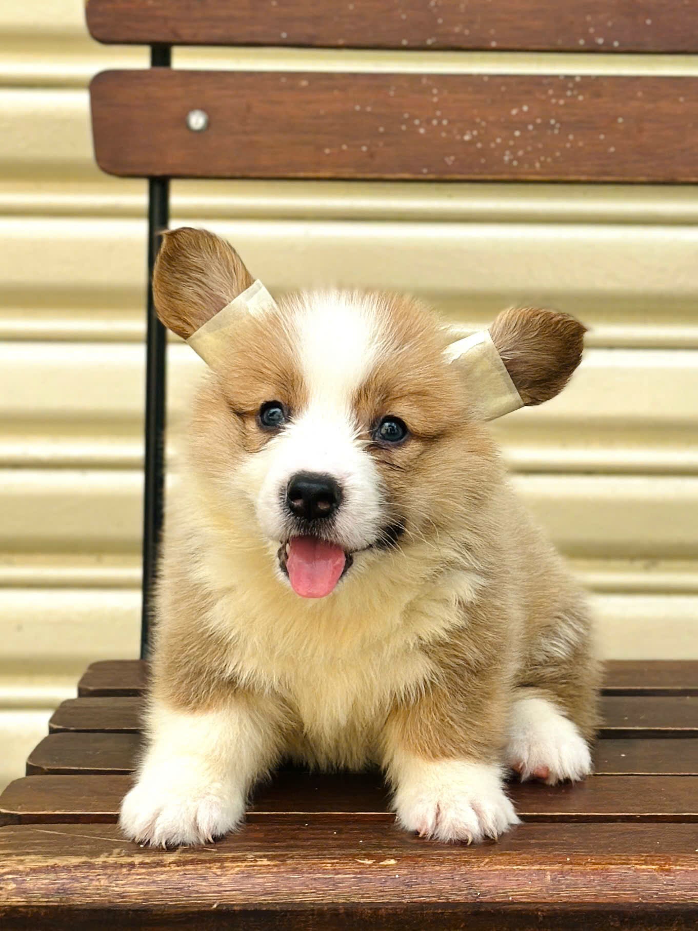 Chó Corgi Fluffy Cái