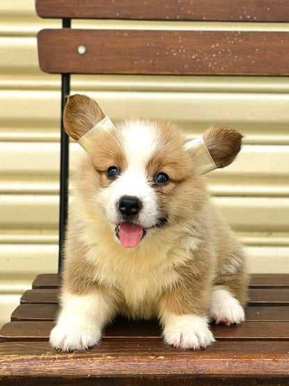 Chó Corgi Fluffy Cái
