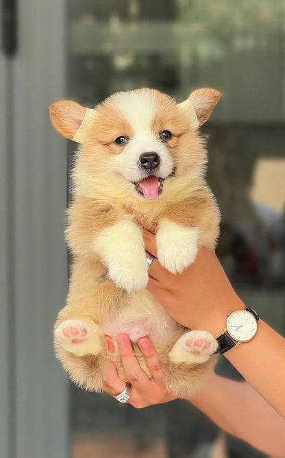 Chó Corgi Fluffy Cái
