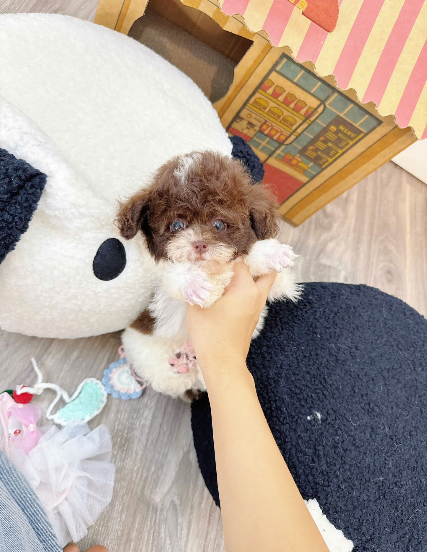 Chó Poodle Size Tiny Màu Bò Socola Cái