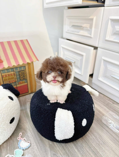 Chó Poodle Size Tiny Màu Bò Socola Cái