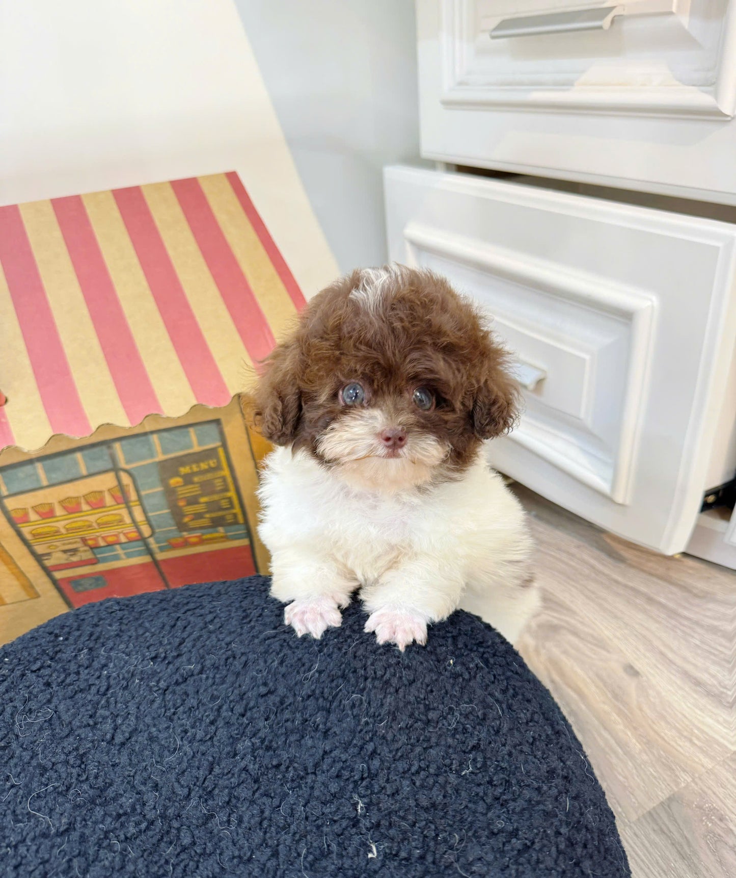 Chó Poodle Size Tiny Màu Bò Socola Cái