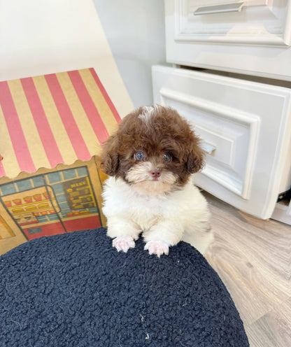 Chó Poodle Size Tiny Màu Bò Socola Cái