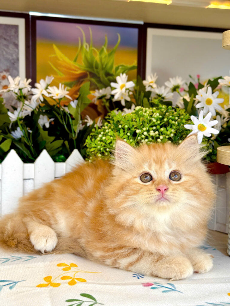 Mèo Anh Lông Dài Màu Red Cái