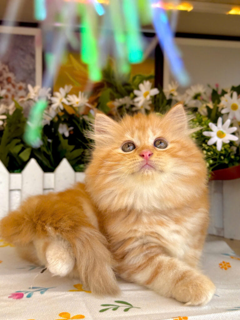 Mèo Anh Lông Dài Màu Red Cái