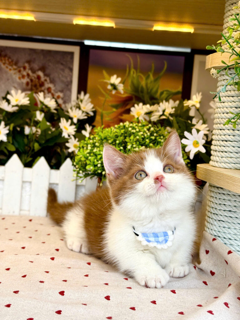 Mèo Anh Lông Ngắn Chân Lùn Màu Bicinamon Đực