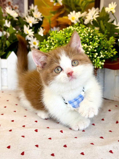 Mèo Anh Lông Ngắn Chân Lùn Màu Bicinamon Đực